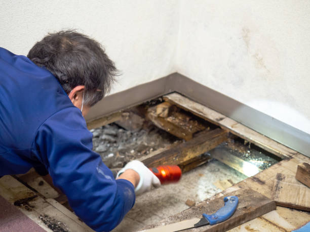 Macon, MO Mold Remediation Company