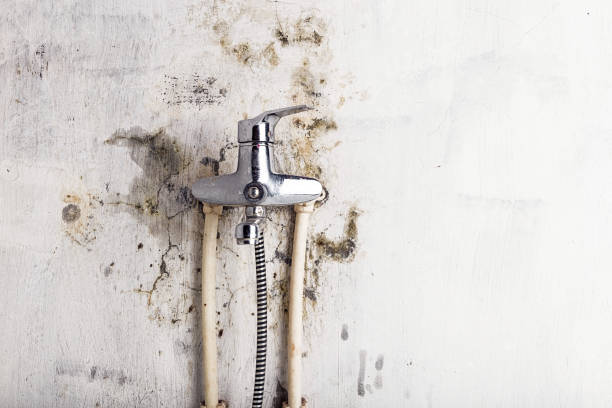 Best Mold Testing and Inspection Services in Macon, MO