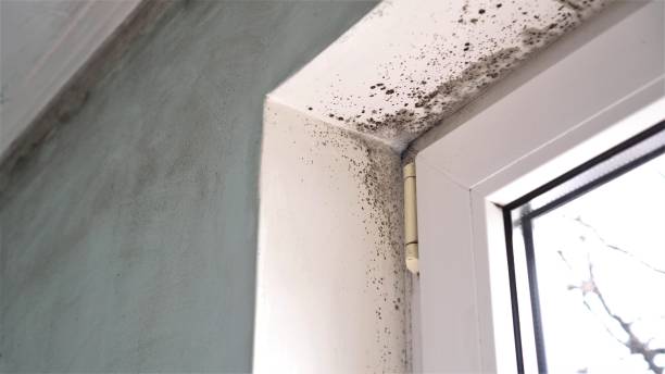 Best Industrial Mold Remediation in Macon, MO