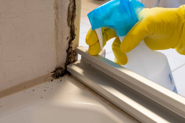 Best Basement Mold Remediation in Macon, MO