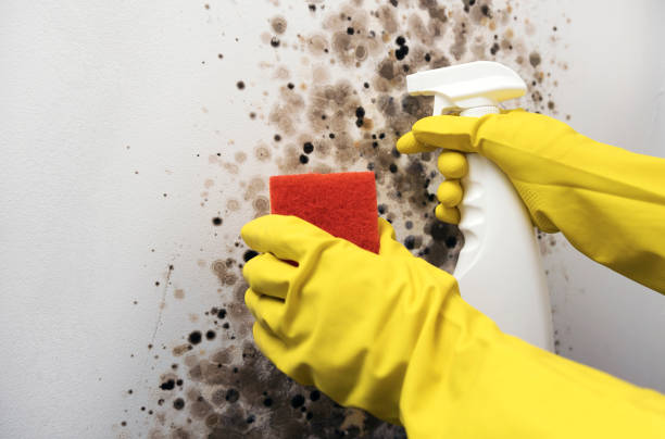 Best Black Mold Remediation in Macon, MO