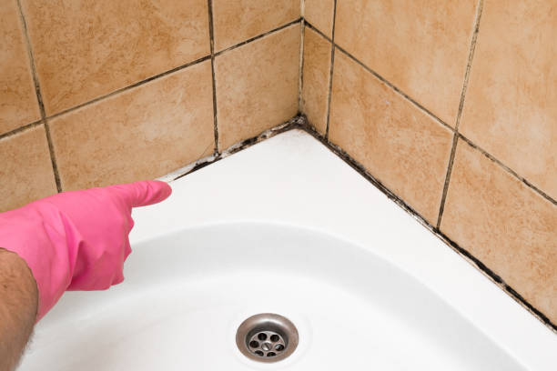 Best Emergency Mold Remediation in Macon, MO